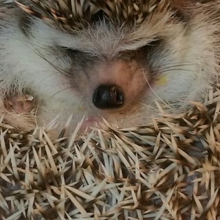 新しいお家が決まりました(*^.^*)