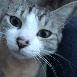 家族に迎え入れて下さい