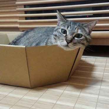 ひまわりは、あごをのせてリラックス。ふたりとも気に入ってくれました♡