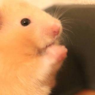 キンクマくんの家族になりませんか??