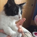 白黒フワフワ毛の長い子ネコちゃん(急募)