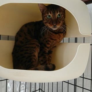 抱っこが大好きイケメンベンガル