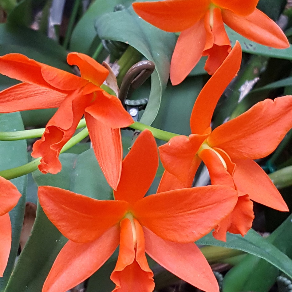 ゆきのカバー写真