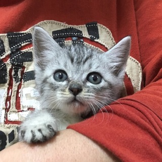 招き猫　m(*´︶`*)∫m ❤︎ グレー　サバ白さん 可愛いサバ白（グレー）の」東京都 - 猫の里親募集(157202