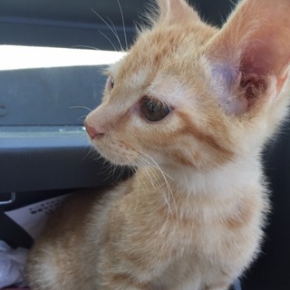 生後3ヶ月近い茶トラ兄弟達！