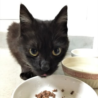 野良の黒猫♂！現在車庫にて保護中。