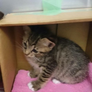 白ソックス❤️チュパチュパ❤️スーちゃん