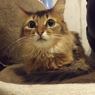 トライアル中の為、一時募集ストップします