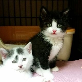 賢太７週齢、天真爛漫怖いものなし、白クロの男の子