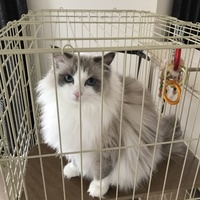 ろき