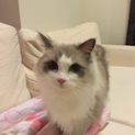 ラグドールのコです。優しい里親さん募集いたします！