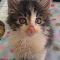 キジ白子猫ちゃん