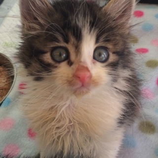 キジ白子猫ちゃん