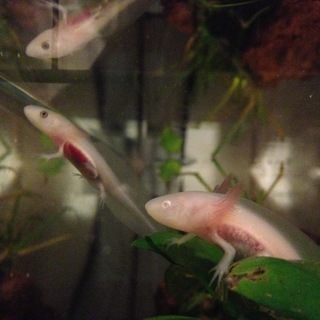 決まりました。ありがとうございました！