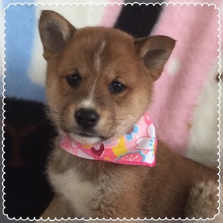 柴系の女の子①