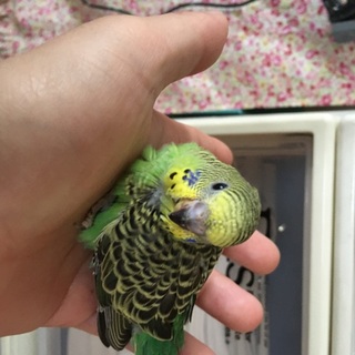 セキセイインコの５月に生まれた雛２羽