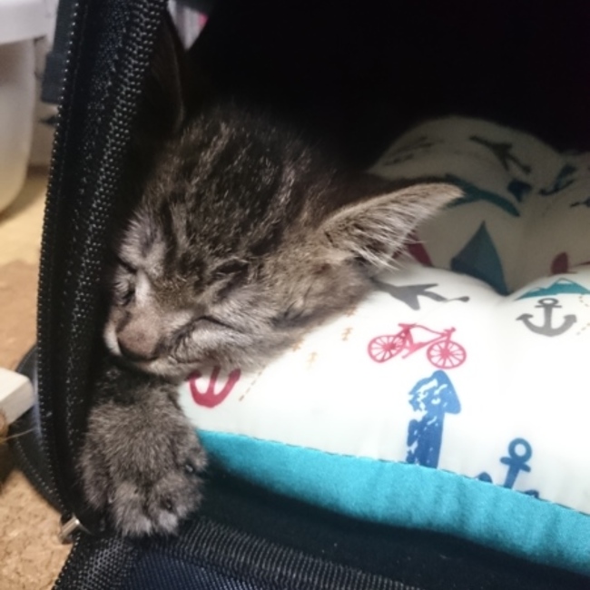 みさきちんのカバー写真