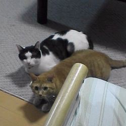 とうちゃんが見た夢