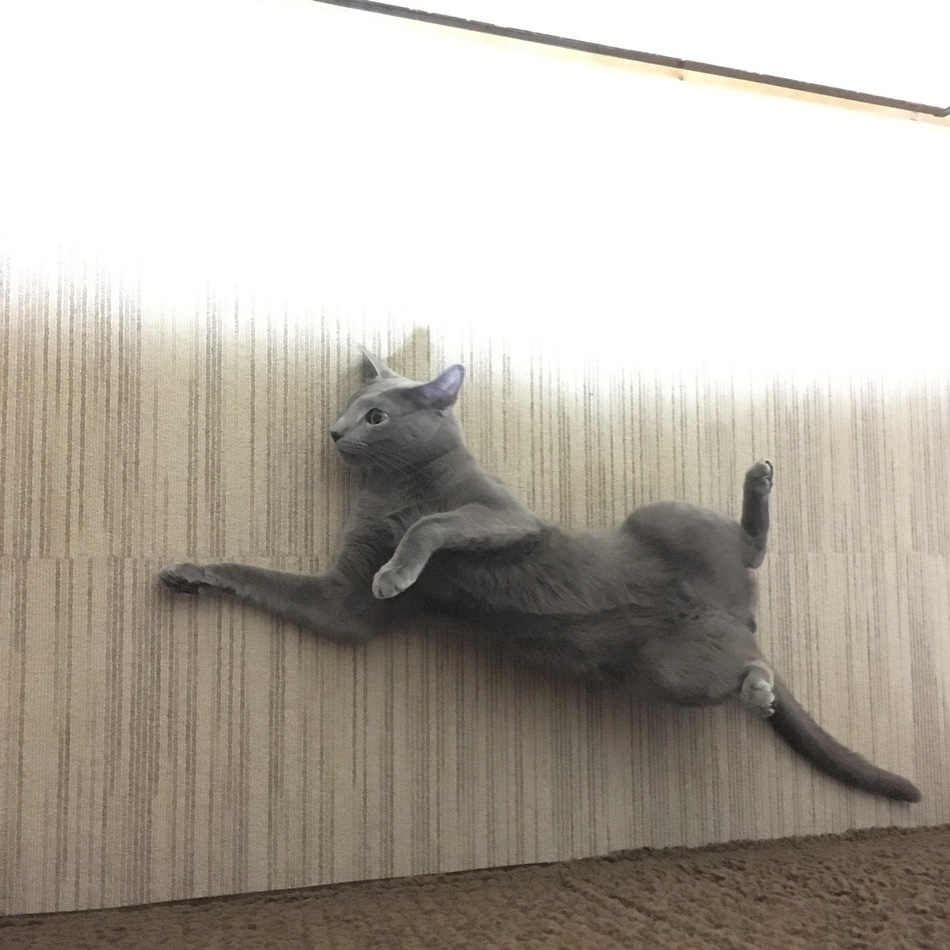 ルークのカバー写真