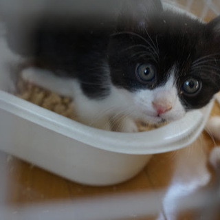 ★生後1ヶ月ほど ハチワレの女の子★