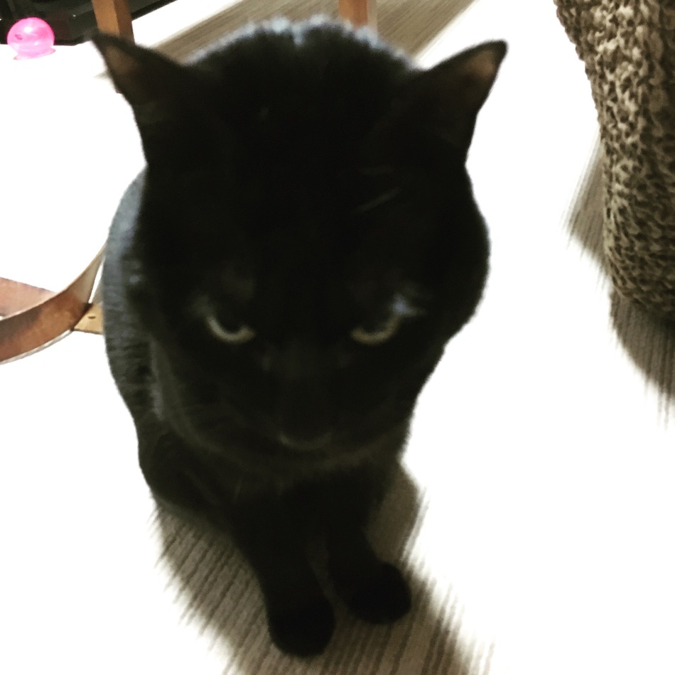 リリィのカバー写真