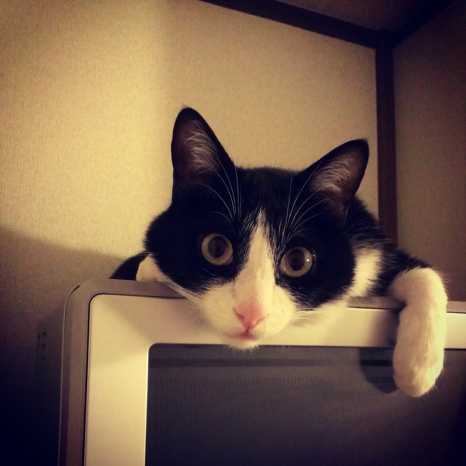 ウマイのカバー写真