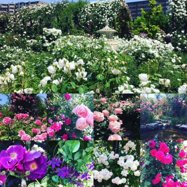 あや  のカバー写真