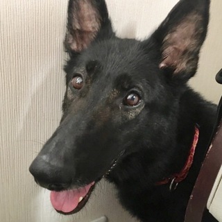 大人しく優しいシェパード