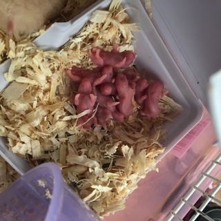 キンクマの赤ちゃん