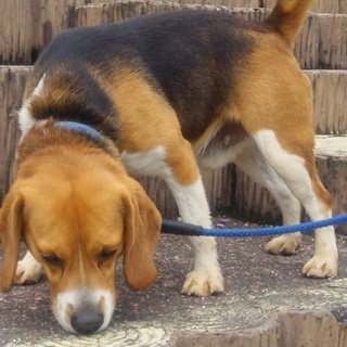 元気いっぱいのビーグル♂ ビリ君