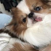 ちちまる