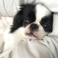ぷーちん