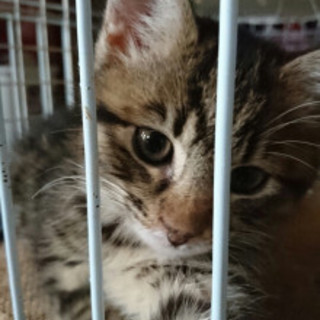 活発なキジトラの女の子