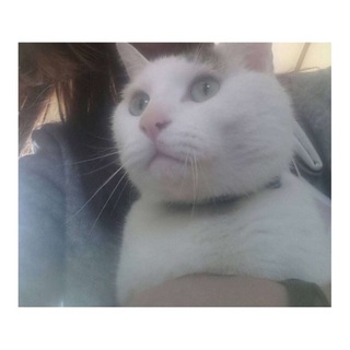 ※猫里親募集中