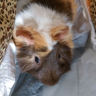 新しいお家が決まりました(*^.^*)