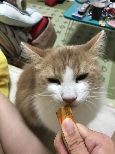 芽々