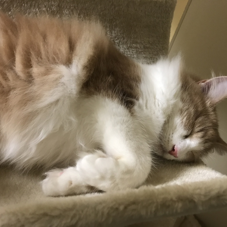 芽々のカバー写真