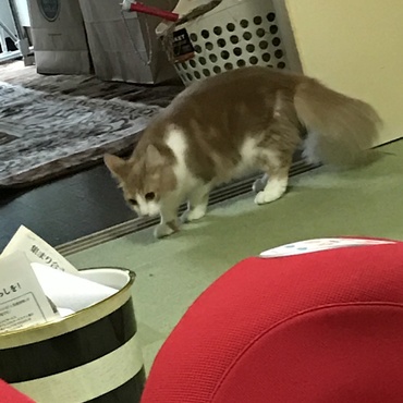 初めて我が家に来た時の様子。広い部屋に興味津々です。