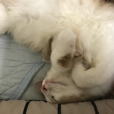 来て早々枕を占領されました。体が長い！