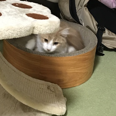 爪とぎを買いました。中々使ってくれません。