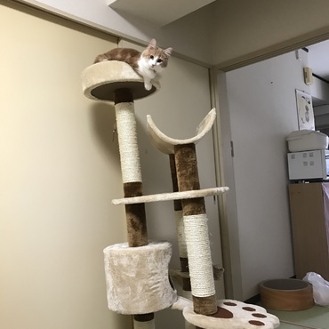 キャットタワーを買いました。ちゃんと登れるか心配でしたがなんとか登れるようです