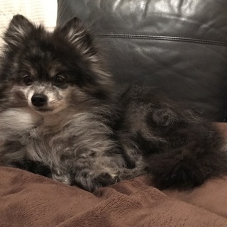 新しいご家族が決まりました。