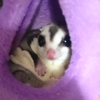 フクロモモンガ 1歳の男の子！