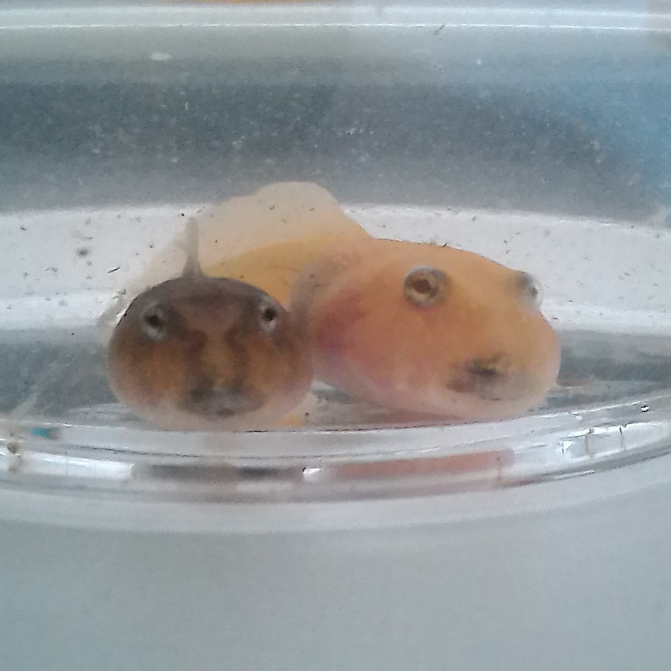 空璃（くり）のカバー写真