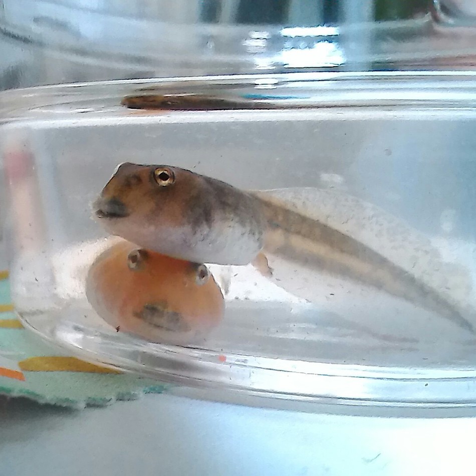 瓜鈴（かりん）のカバー写真