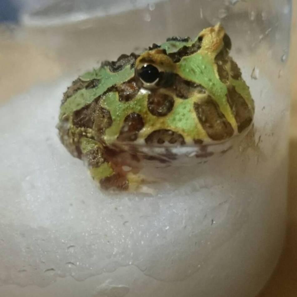 宇璃（うり）のカバー写真