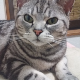 アメショー純血 6歳女の子【里親さん決定！】