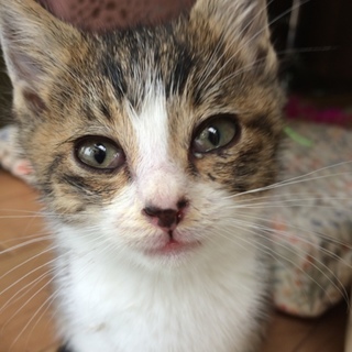 虹の橋に旅立ちました