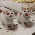ふわもこ白茶兄弟♥