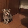 ぽむねこ。